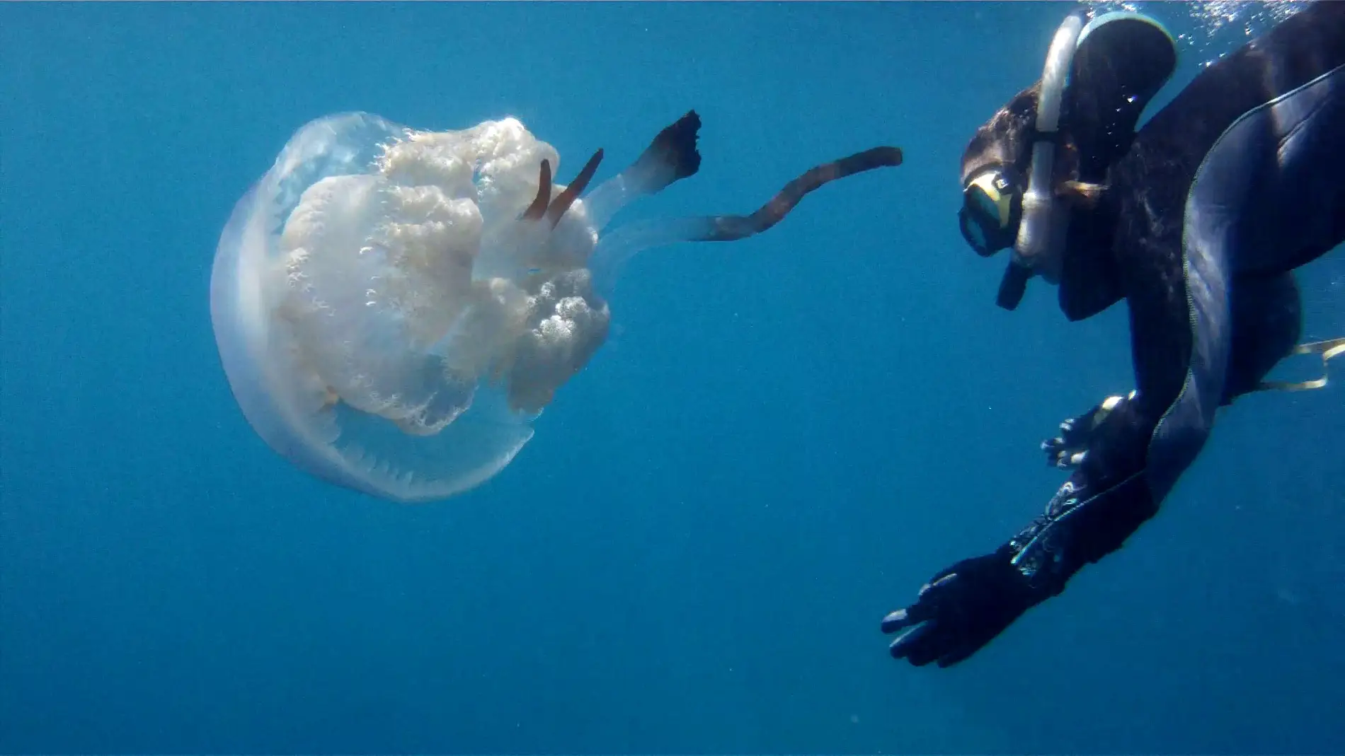 La ciencia ciudadana ayuda a descubrir la abundancia de esta medusa