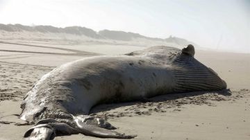  Aparece una ballena muerta de 18,5 metros en una playa de Portugal