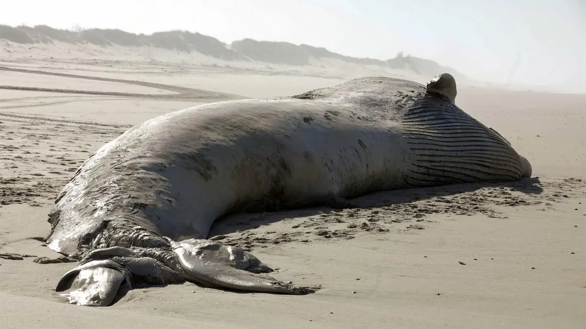  Aparece una ballena muerta de 18,5 metros en una playa de Portugal