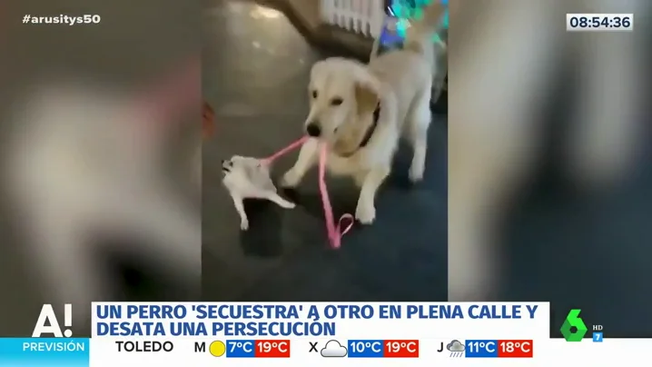 El tierno y surrealista 'secuestro' de un perro a otro más pequeño en plena calle 