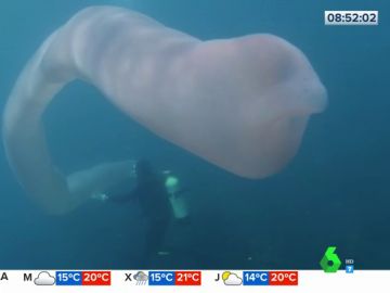 La increíble aparción de un extraño 'gusano de mar' de ocho metros de largo en aguas de Nueva Zelanda La increíble aparción de un extraño 'gusano de mar' de ocho metros de largo en aguas de Nueva Zelanda