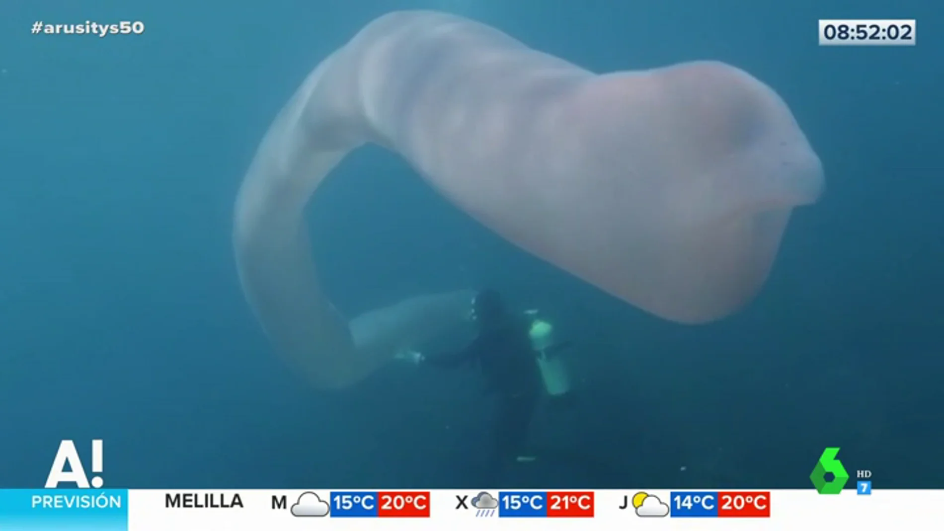 La increíble aparción de un extraño 'gusano de mar' de ocho metros de largo en aguas de Nueva Zelanda
