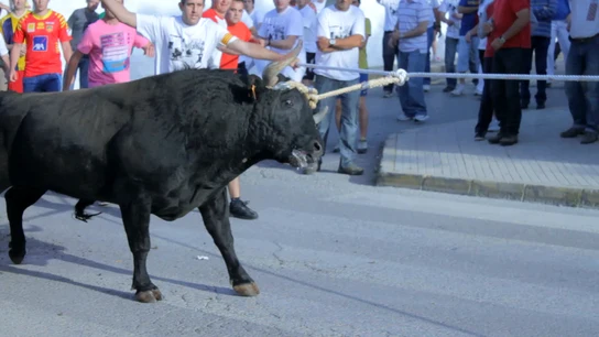 La Asociación 'Animanaturalis' denuncia la participación de decenas de menores en un espectáculo taurino en Tarragona La Asociación 'Animanaturalis' denuncia la participación de decenas de menores en un espectáculo taurino en Tarragona