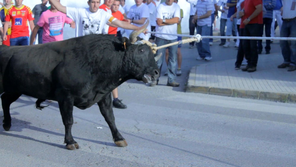 La Asociación 'Animanaturalis' denuncia la participación de decenas de menores en un espectáculo taurino en Tarragona