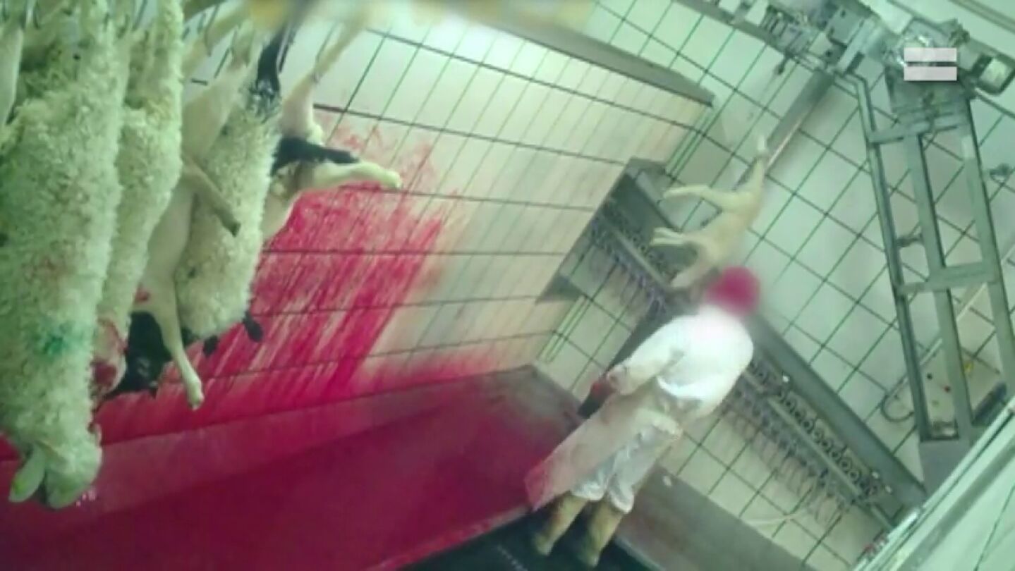 Lanzados, pateados y degollados sin aturdir: las im&aacute;genes del brutal maltrato en un matadero de Segovia
