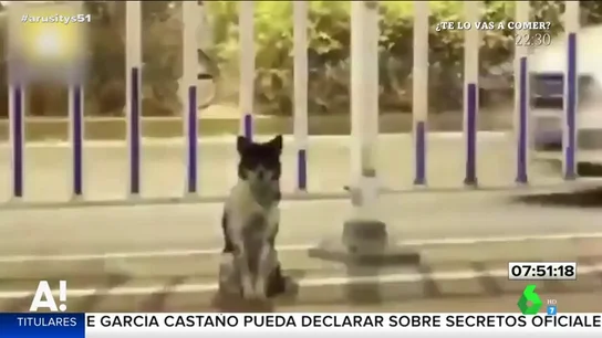 perro perro