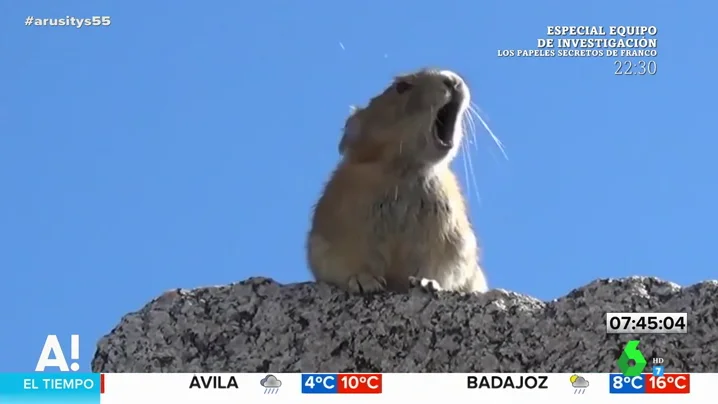 La 'reencarnación' de Freddie Mercury en ochotona: el vídeo viral del animal 'cantando' en un concierto de Queen