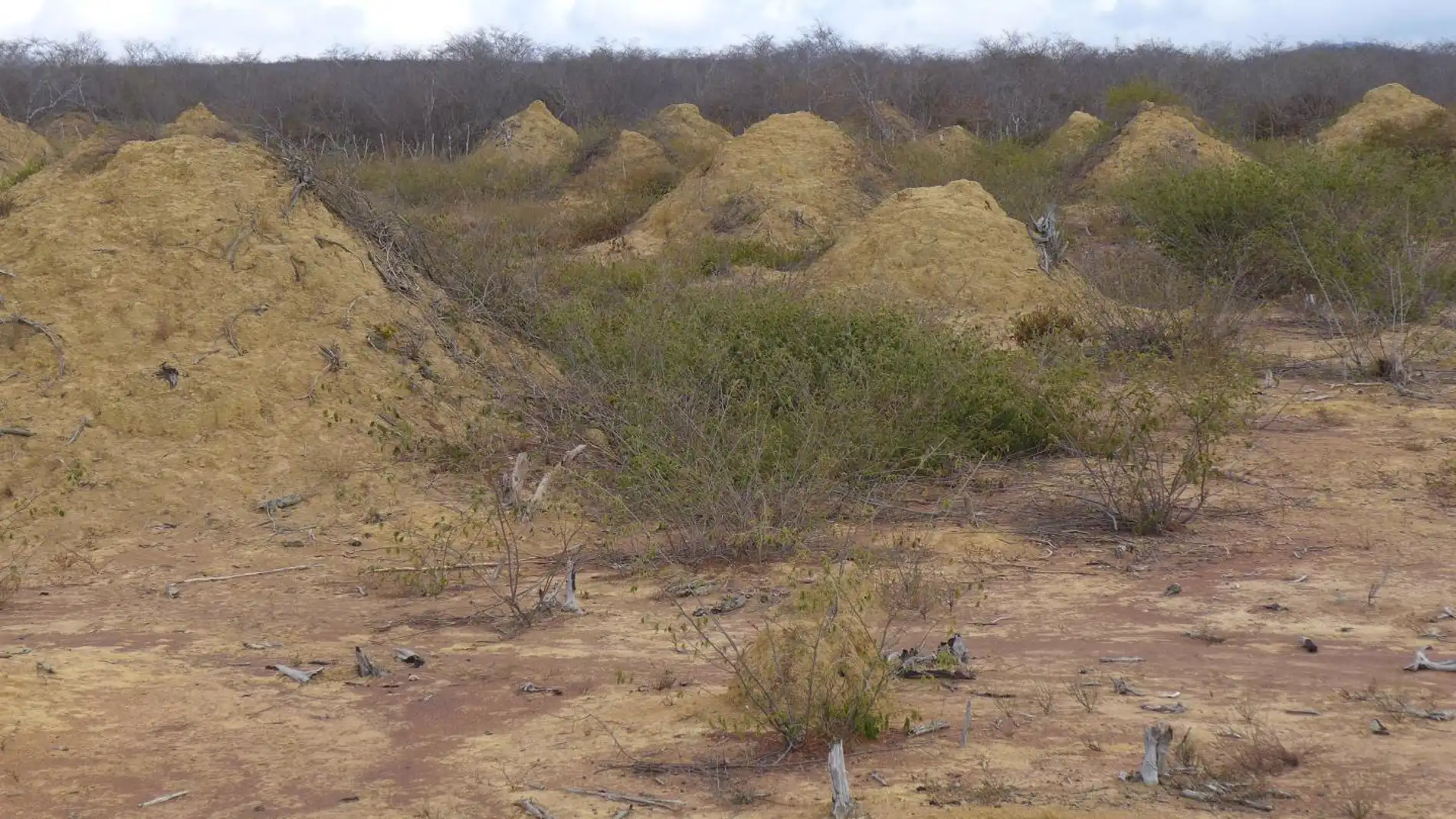 Montículos de termitas en Brasil