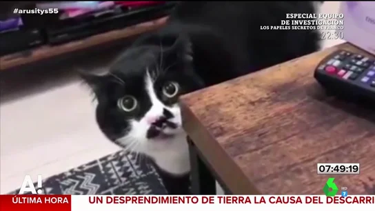 El gato que triunfa en redes sociales cantando gregoriano El gato que triunfa en redes sociales cantando gregoriano