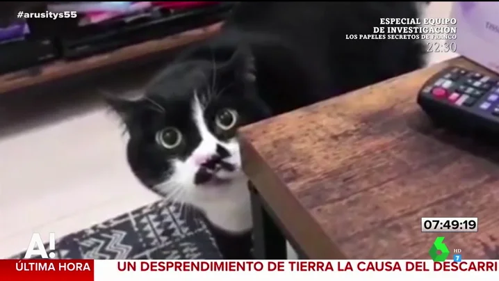 El gato que triunfa en redes sociales cantando gregoriano