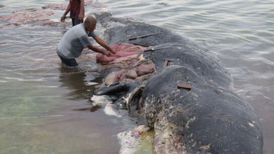 Hallan cachalote muerto con 6 kilos de pl&aacute;stico en el est&oacute;mago en Indonesia