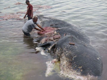 Hallan cachalote muerto con 6 kilos de plástico en el estómago en Indonesia Hallan cachalote muerto con 6 kilos de plástico en el estómago en Indonesia