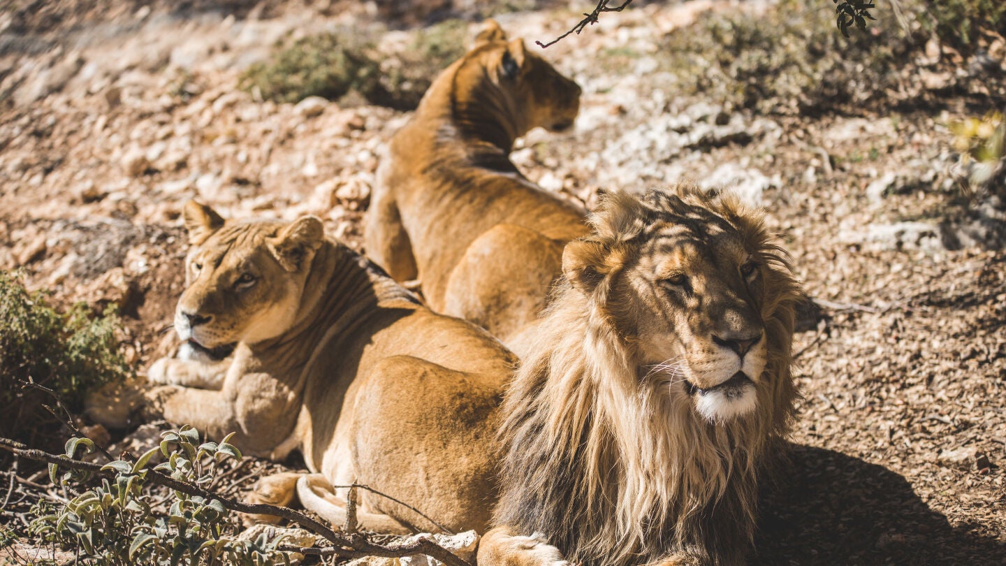Leones en el refugio de Al Ma'wa, Jordania