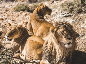 Leones en el refugio de Al Ma'wa, Jordania Leones en el refugio de Al Ma'wa, Jordania