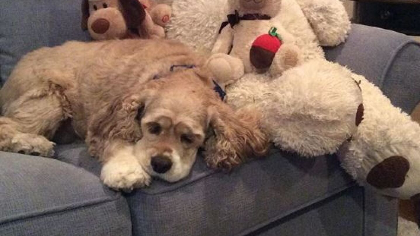 Habs y su peluche