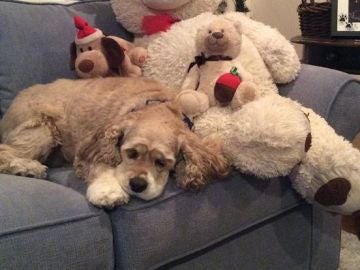 Habs y su peluche Habs y su peluche