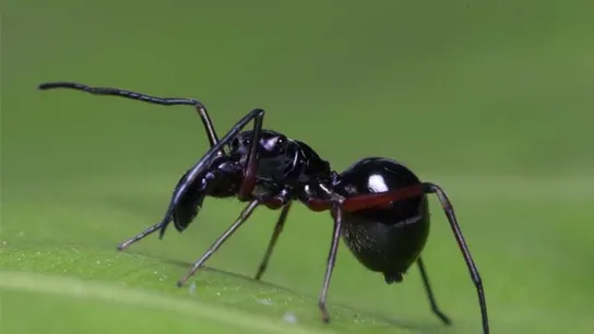 La araña 'Toxeus magnus' que amamanta a sus crías La araña 'Toxeus magnus' que amamanta a sus crías