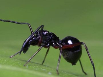 La araña 'Toxeus magnus' que amamanta a sus crías La araña 'Toxeus magnus' que amamanta a sus crías