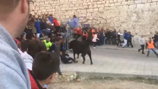 Un toro embiste a un hombre en Ontinyent Un toro embiste a un hombre en Ontinyent