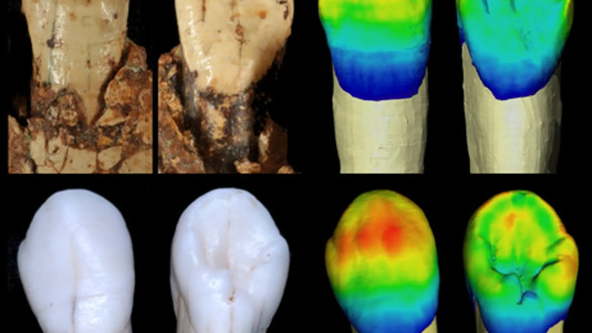 Los neandertales compartian rasgos dentales con otras especies humanas