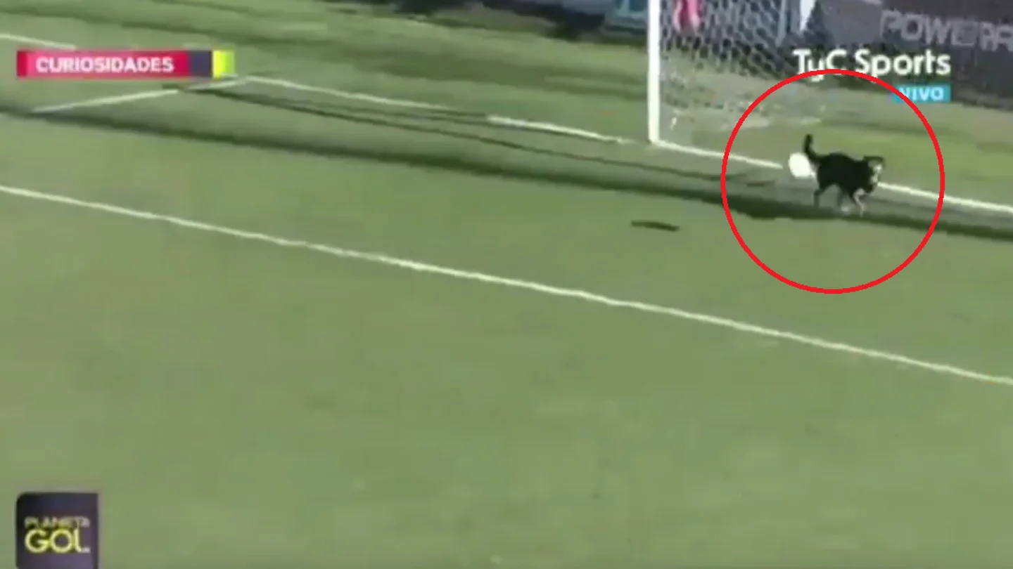 Un perro evita un gol Un perro evita un gol