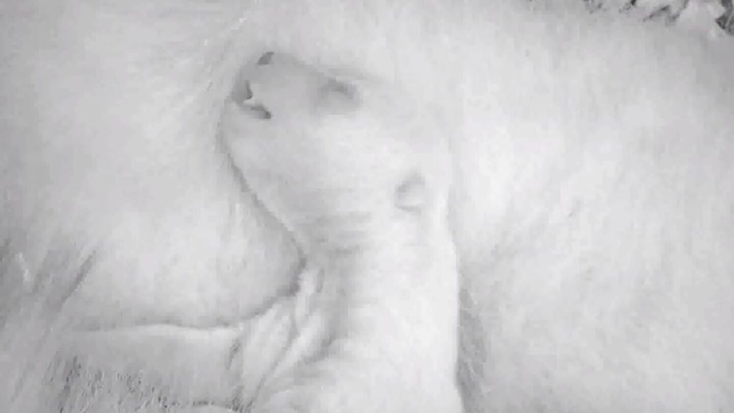 La osezna Fluffy