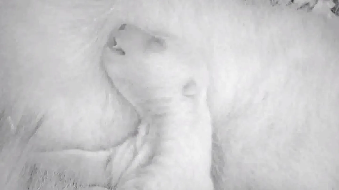 La osezna Fluffy La osezna Fluffy
