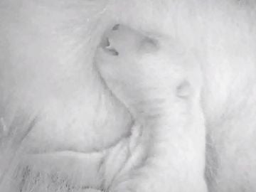 La osezna Fluffy La osezna Fluffy