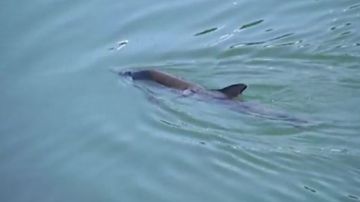 El delfín que apareció entre Portugalete y Santurzi 