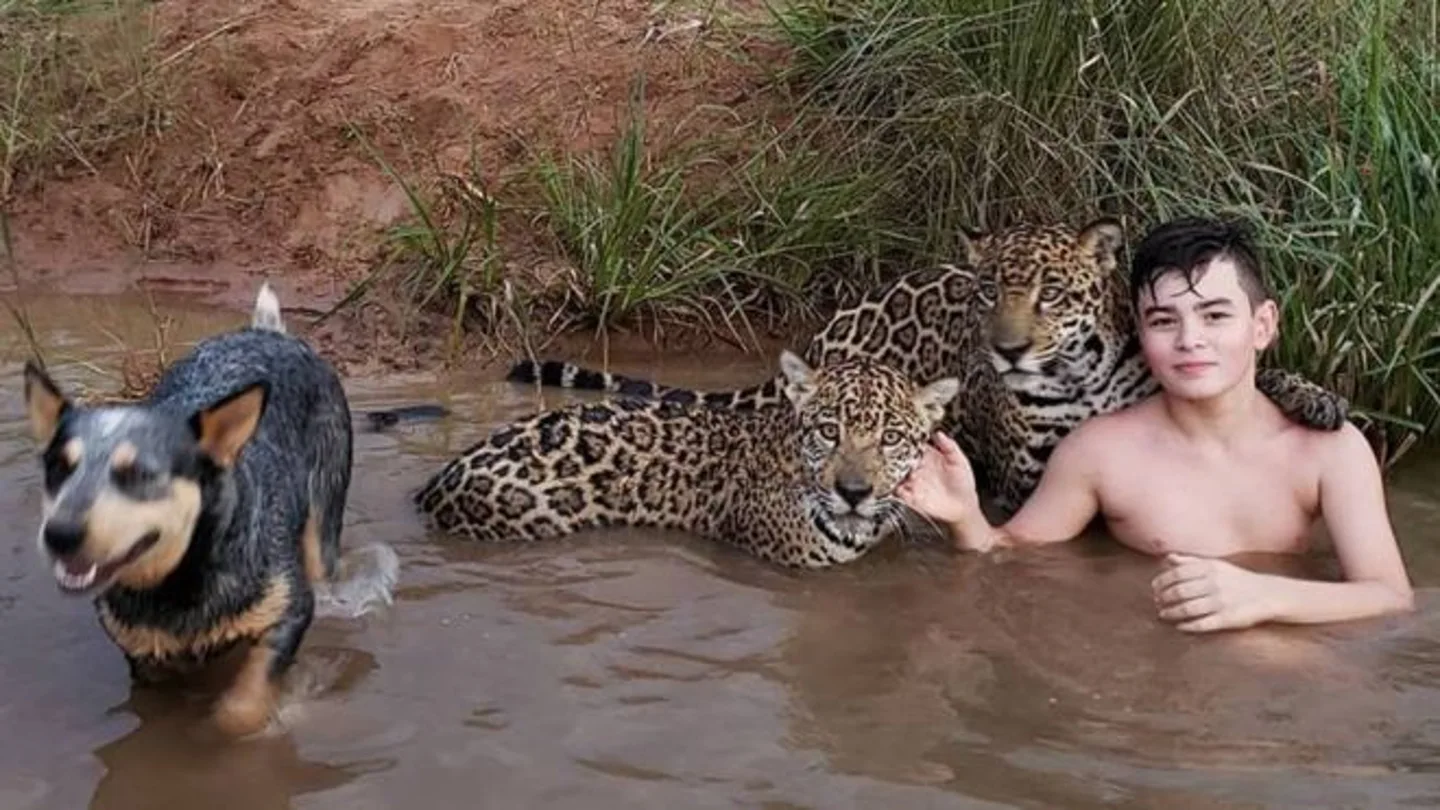 El joven Tiago posando con dos jaguares El joven Tiago posando con dos jaguares