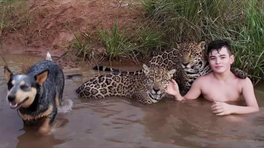 Lo que se esconde detrás de la viral fotografía de un niño jugando con jaguares en Brasil