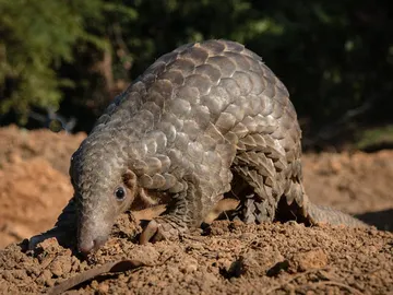 Pangolín Pangolín