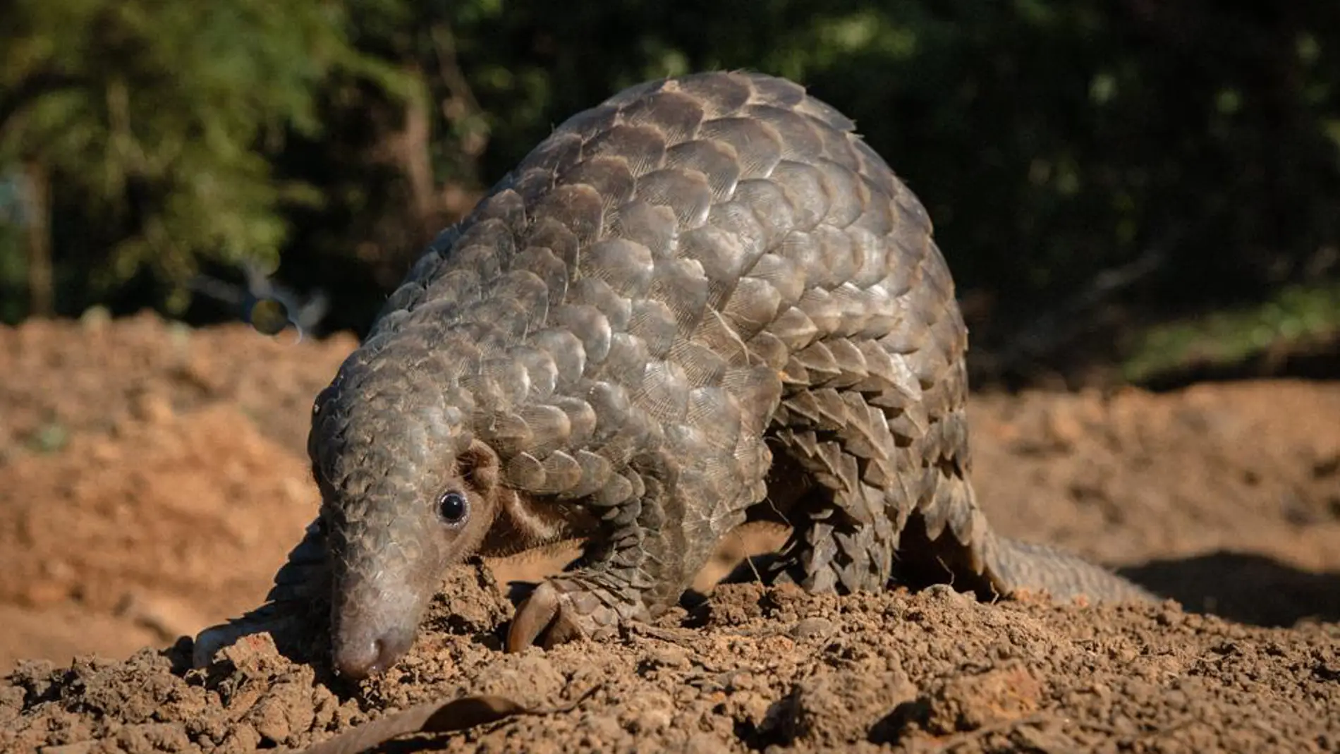 El video del asesinato de un pangolin destapa las crueles tecnicas de caza