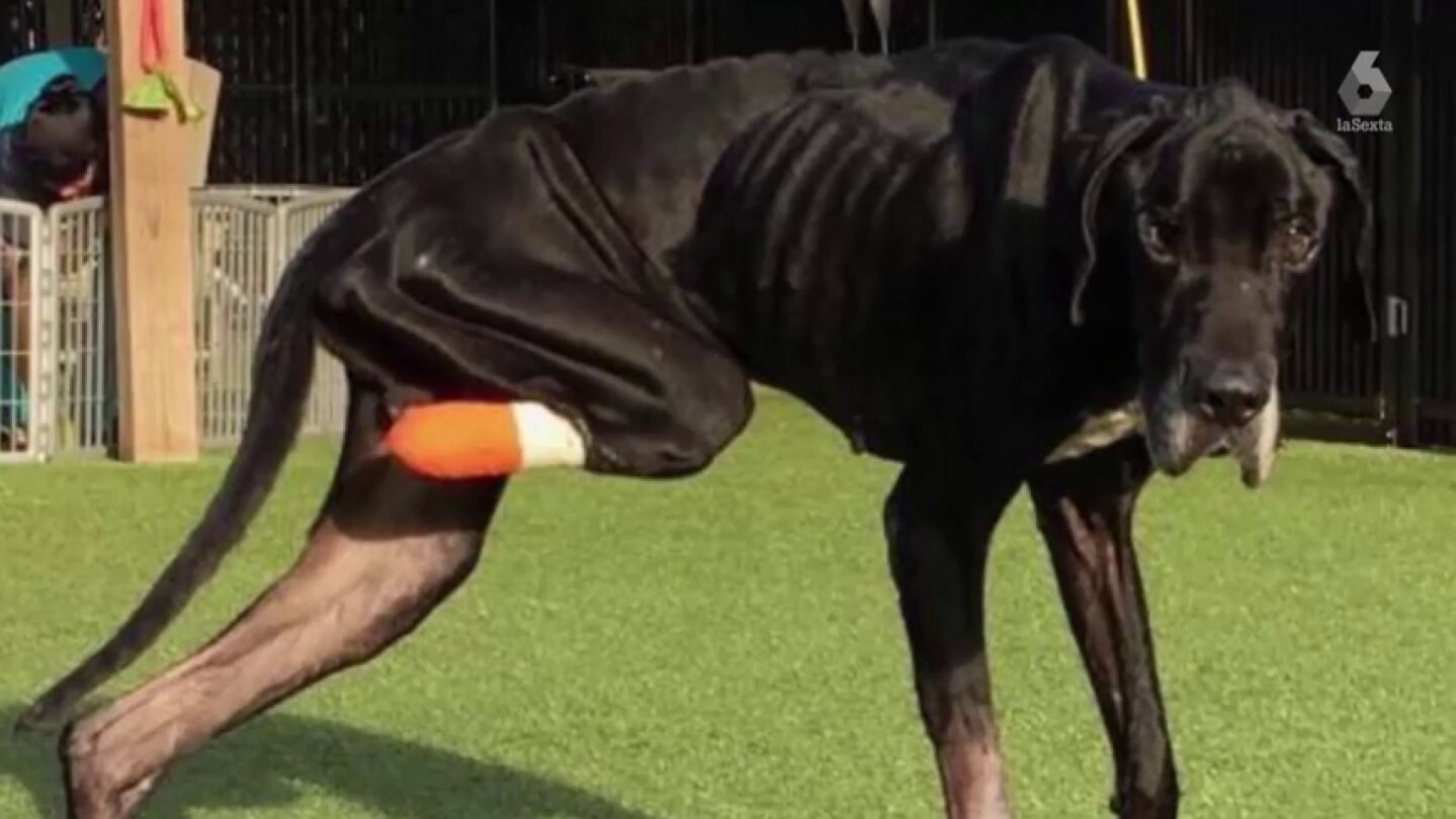 La desgarradora historia de Luke, un perro que se arranc&oacute; a mordiscos una pata para escapar de sus due&ntilde;os