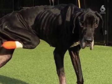 La desgarradora historia de Luke, un perro que se arrancó a mordiscos una pata para escapar de sus dueños La desgarradora historia de Luke, un perro que se arrancó a mordiscos una pata para escapar de sus dueños