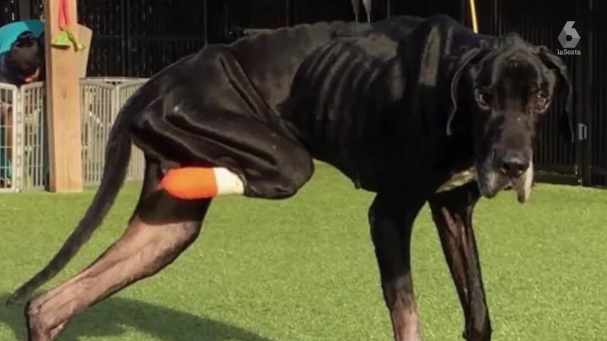 La desgarradora historia de Luke, un perro que se arrancó a mordiscos una pata para escapar de sus dueños La desgarradora historia de Luke, un perro que se arrancó a mordiscos una pata para escapar de sus dueños