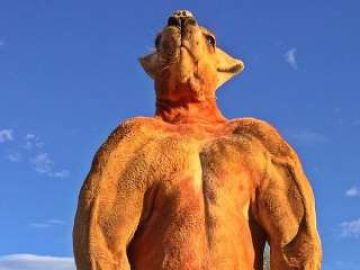 Roger, el canguro que se hizo famoso por su musculado cuerpo Roger, el canguro que se hizo famoso por su musculado cuerpo