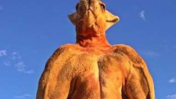 Roger, el canguro que se hizo famoso por su musculado cuerpo