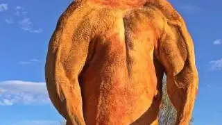 Roger, el canguro que se hizo famoso por su musculado cuerpo