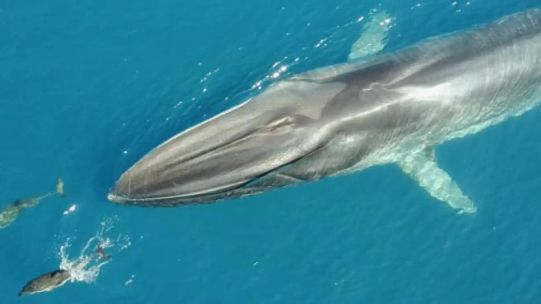 El aumento de rorcuales comunes frena la acumulacion de CO2 en el mar