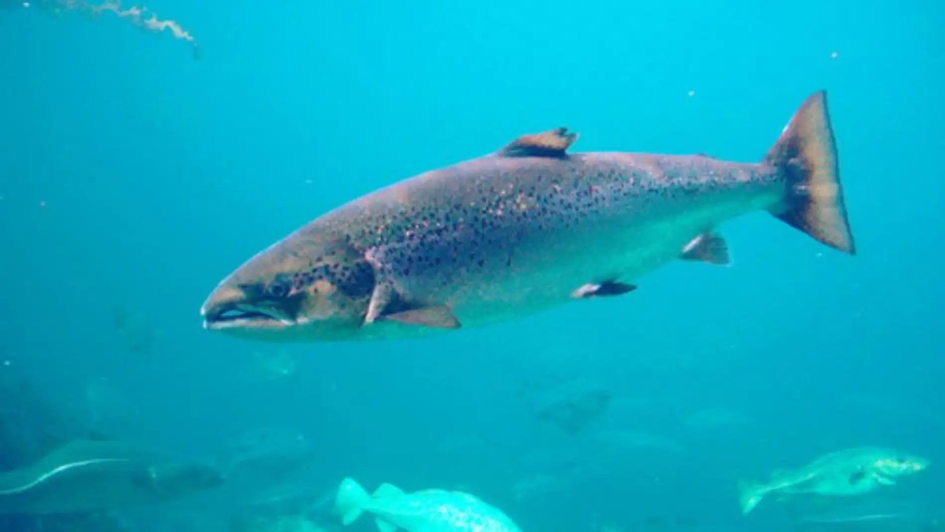 Santuarios naturales para proteger al salmon atlantico