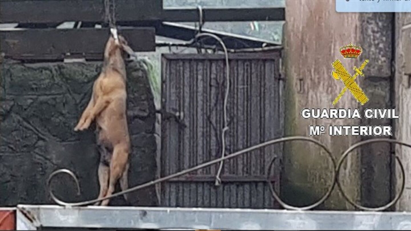El perro ahorcado hallado en el patio de una vivienda en A Coru&ntilde;a