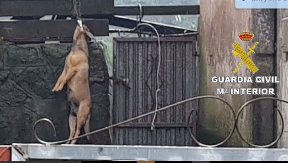 El perro ahorcado hallado en el patio de una vivienda en A Coruña
