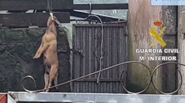 El perro ahorcado hallado en el patio de una vivienda en A Coruña