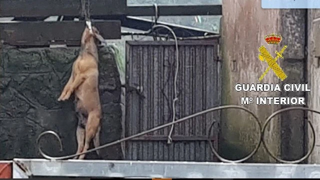 El perro ahorcado hallado en el patio de una vivienda en A Coruña El perro ahorcado hallado en el patio de una vivienda en A Coruña