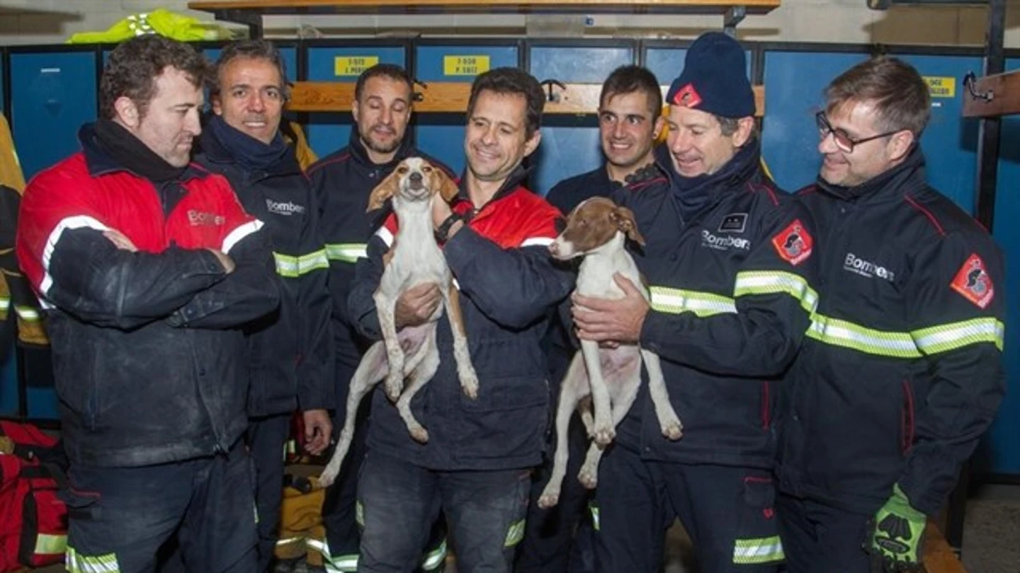 Rescatan a cuatro perros en una tubería de Mutxamel, Alicante Rescatan a cuatro perros en una tubería de Mutxamel, Alicante