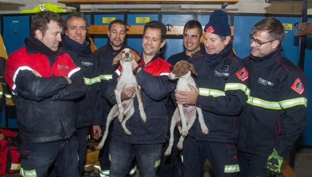 Rescatan a cuatro perros en una tubería de Mutxamel, Alicante