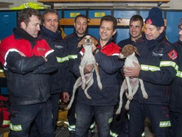 Rescatan a cuatro perros en una tubería de Mutxamel, Alicante Rescatan a cuatro perros en una tubería de Mutxamel, Alicante