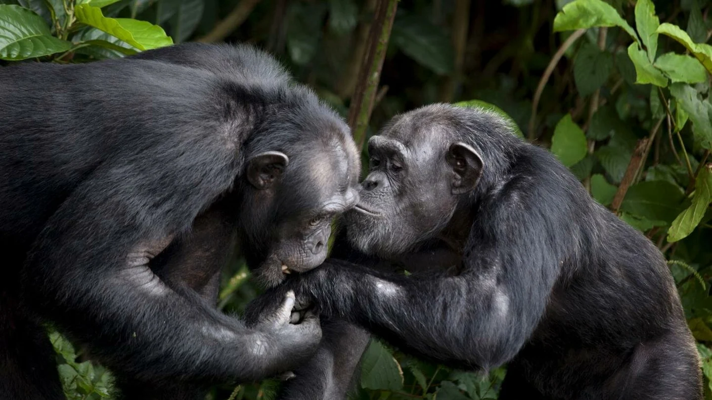 Chimpancés en 'Monkey Island' Chimpancés en 'Monkey Island'