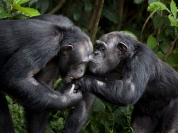 Chimpancés en 'Monkey Island' Chimpancés en 'Monkey Island'